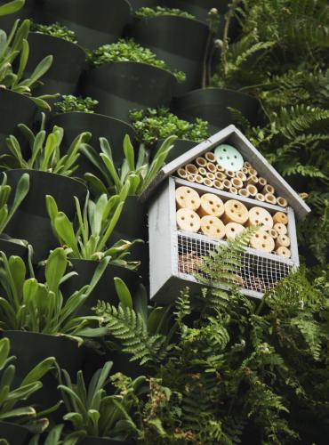 green living wall with bug box made of wood