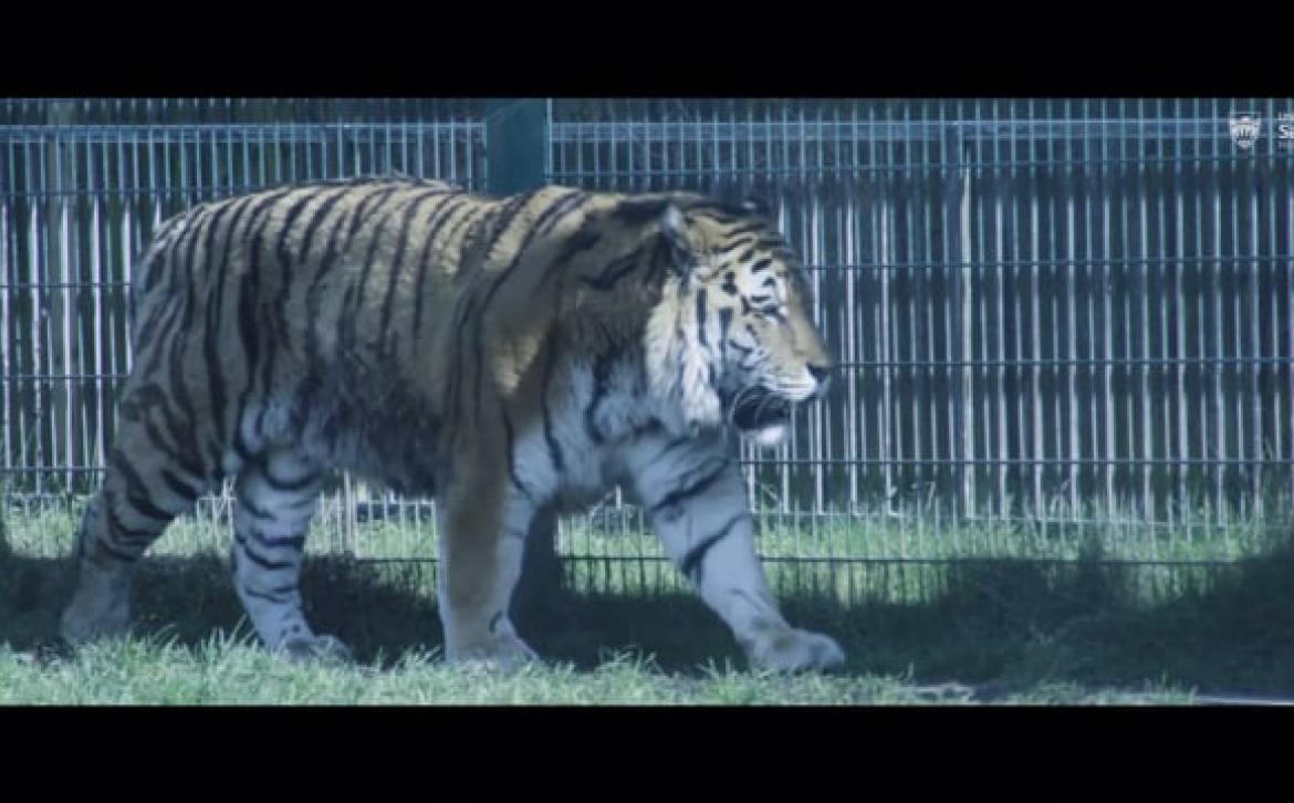 Tiger walking next to a fence